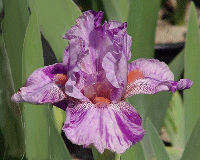 ISN'T THIS SOMETHING